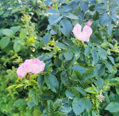 rosa und grün.jpg